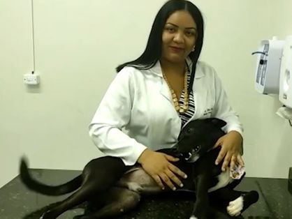 Cachorro que buscou veterinária em Juazeiro do Norte.