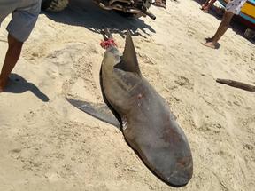 Tubarão morto no último domingo, no litoral de Cascavel