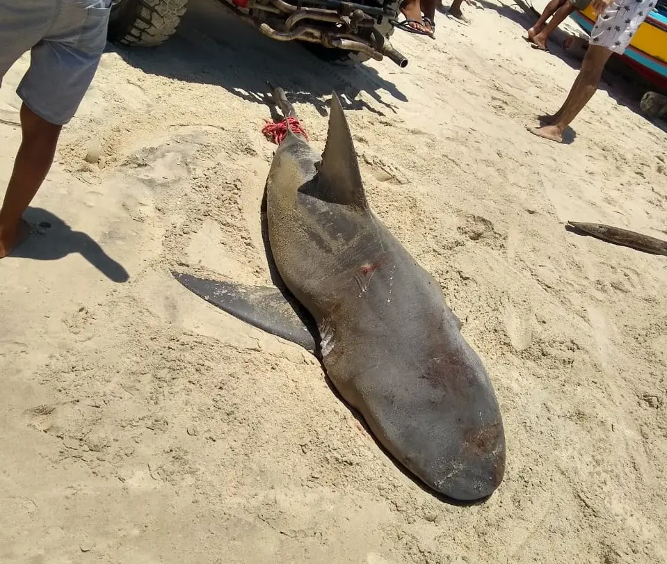 Tubarão morto no último domingo, no litoral de Cascavel