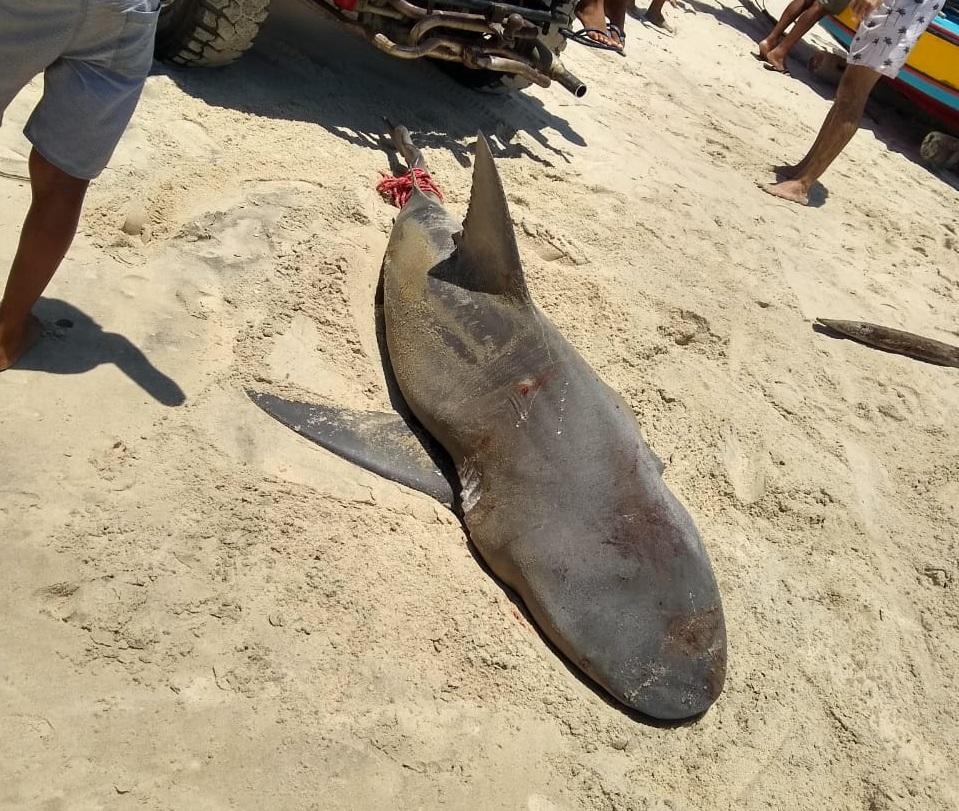 Pode matar tubarão no Brasil?