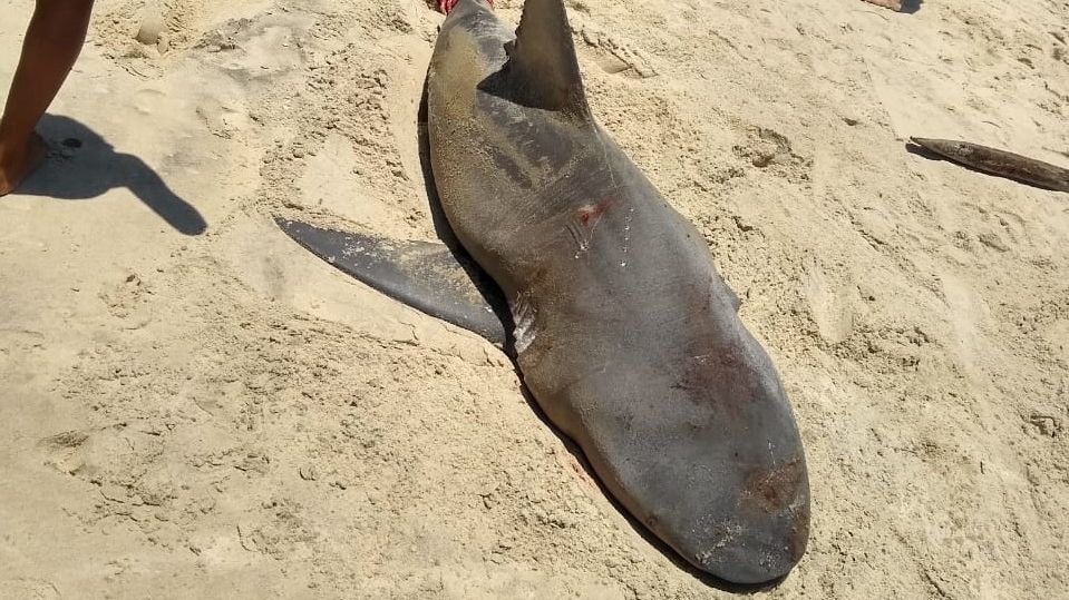 Tubarão morto no último domingo, no litoral de Cascavel