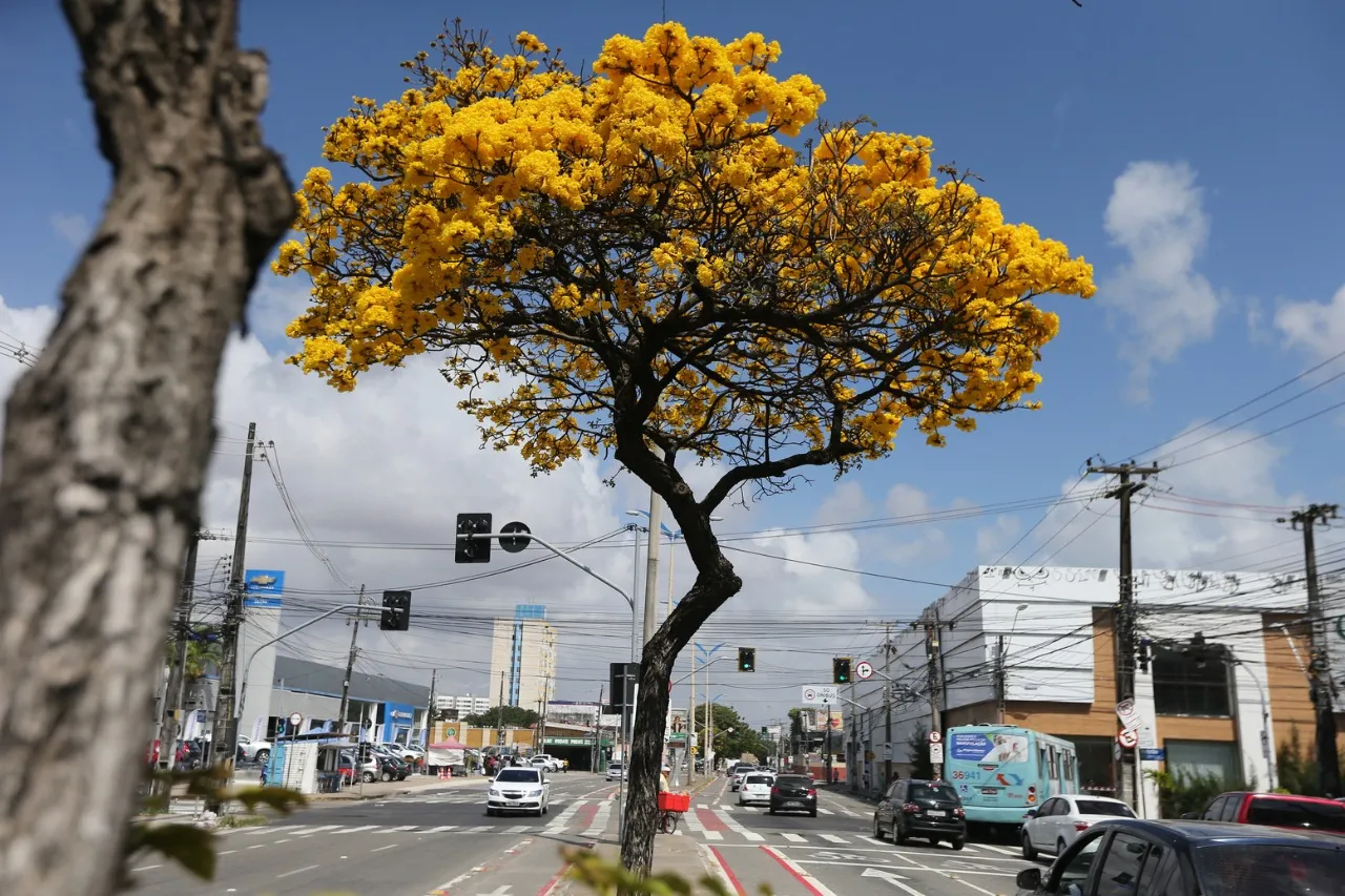 O Ipê pode atingir 20 metros de altura