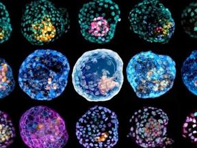 Blastoides, embriões criados em laboratório
