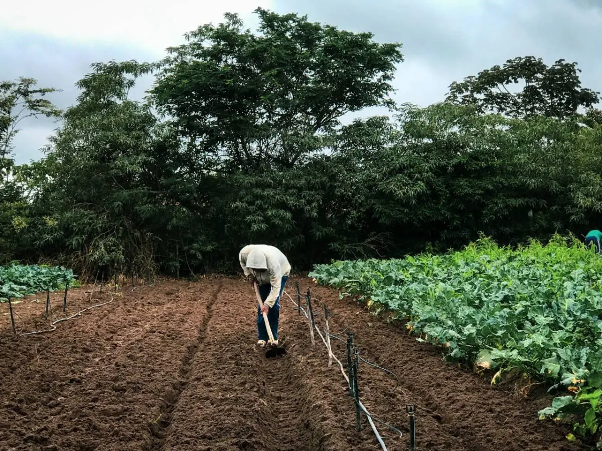 Plantio de alface no sítio Cacimbas, em Tianguá