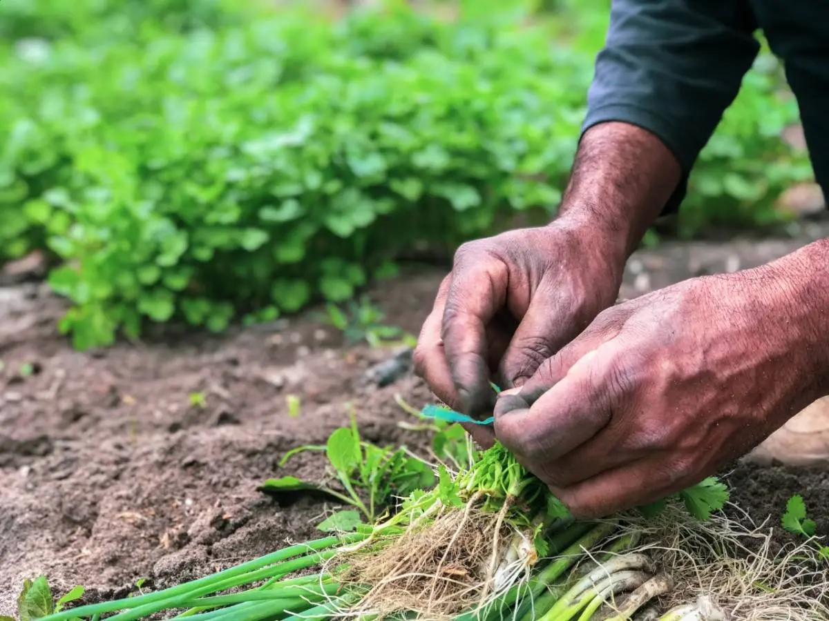 Colheita de hortaliças em Tianguá, na Serra da Ibiapaba