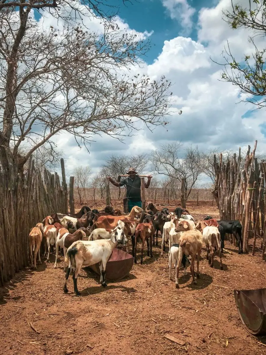 A produção de leite depende da água tanto quanto o plantio