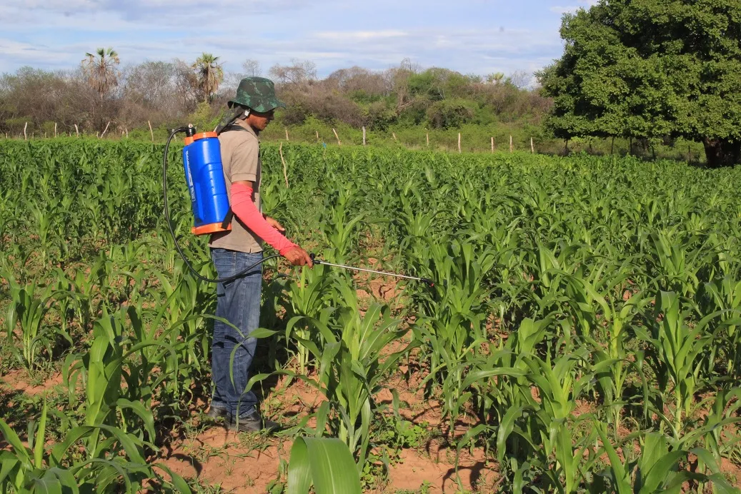 Entre incertezas e otimismo, produtores rurais seguem tradição sertaneja