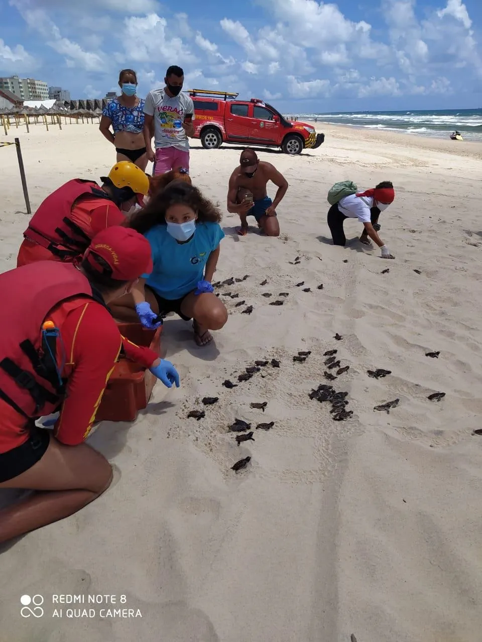 Segundo os Bombeiros, 113 filhotes da espécie tartaruga-de-pente foram devolvidos à natureza
