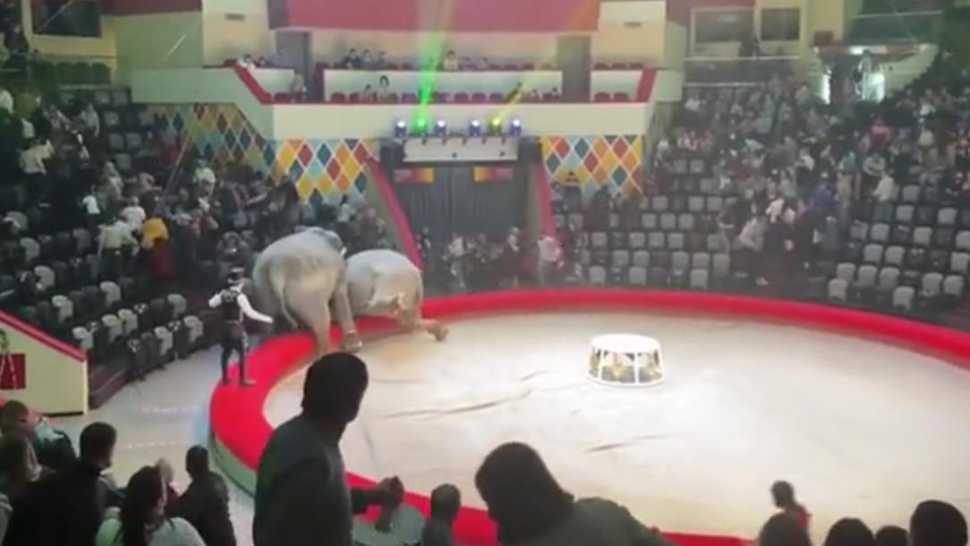 Elefantas brigando em circo na Rússia
