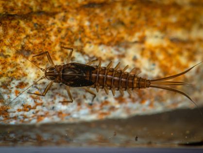 Larva de efêmeras encontrada após escavações na Formação Crato, no Cariri