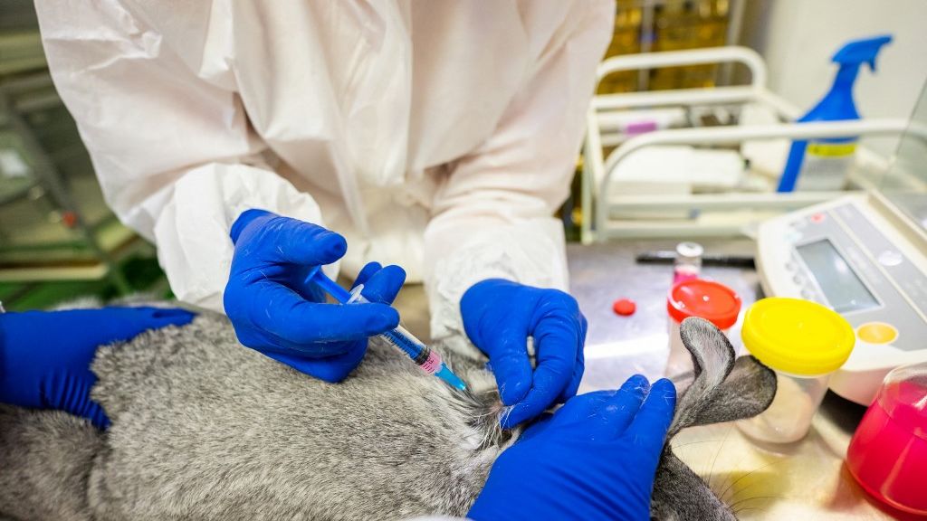 Vacina Carnivac-Cov, da Rússia, sendo testada em lebre