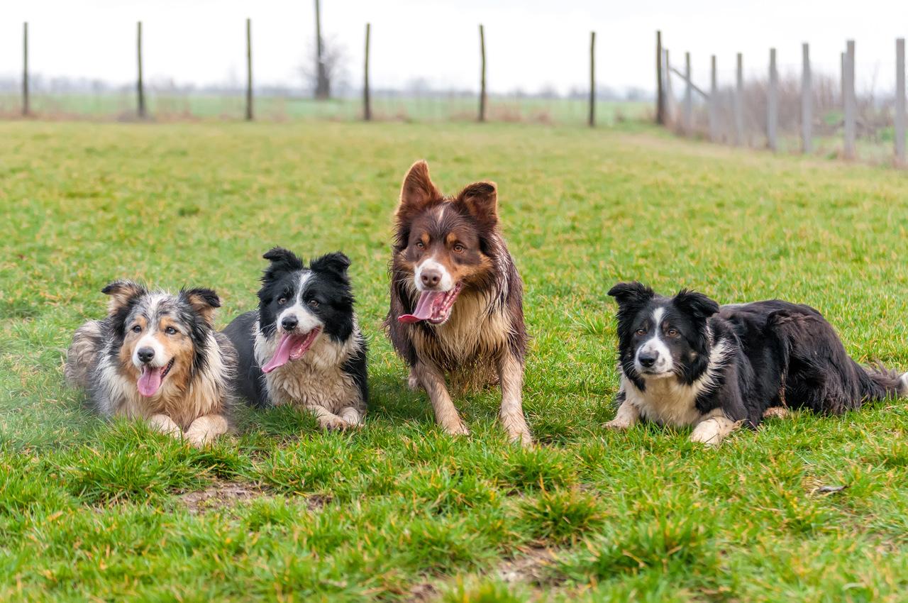 Cachorro Border Collie: conheça a raça! Blog da Pet Anjo