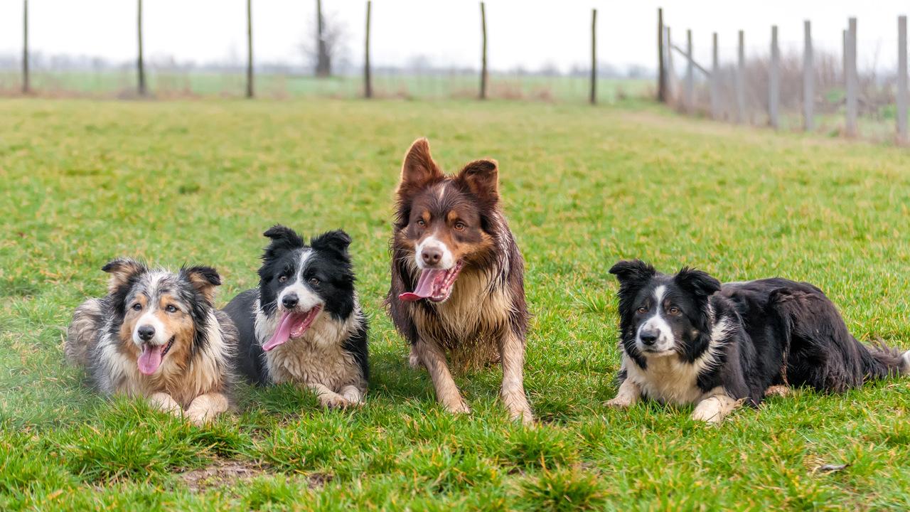 Border Collie - Raças de Cães Médios - Cão Nosso - Creche Canina