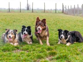 Cães da raça Border Collie sentados na grama
