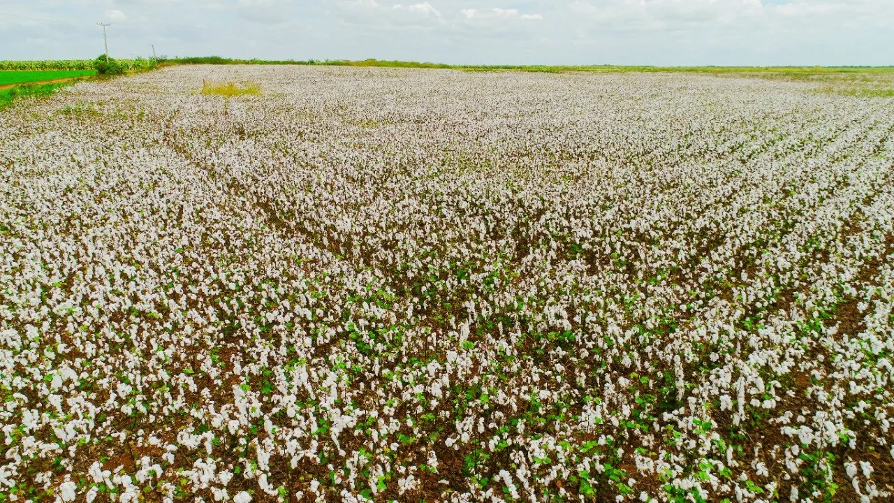 Projeto de cultivo de algodão em Limoeiro do Norte foi iniciado no ano passado