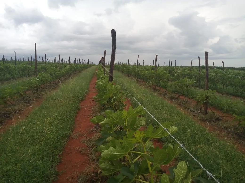 15 mil mudas foram plantadas em uma área de 30 hectares. Meta é alcançar o plantio de 45 mil pés