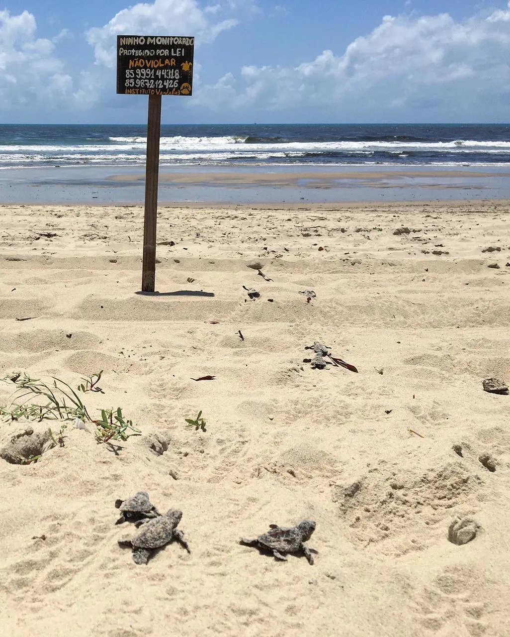 De acordo com o Instituto Verdeluz, a espécie que desova na região da praia do Caça e Pesca é a Eretmochelys imbricata, conhecida como tartaruga-de-pente