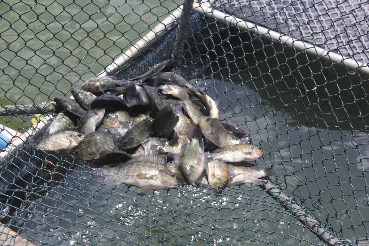 PESCADO, AÇUDE CASTANHÃO