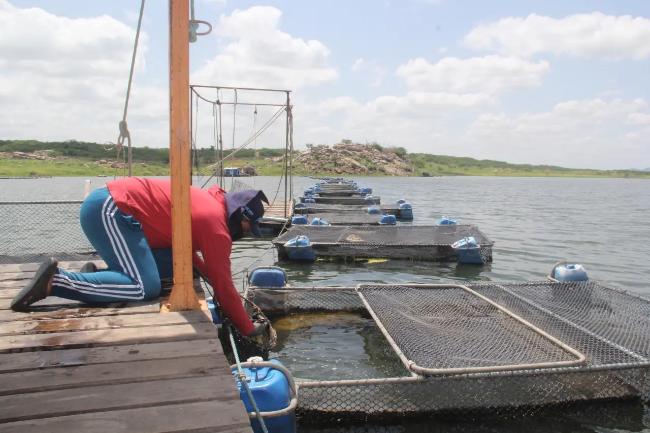 Piscicultura no Castanhão