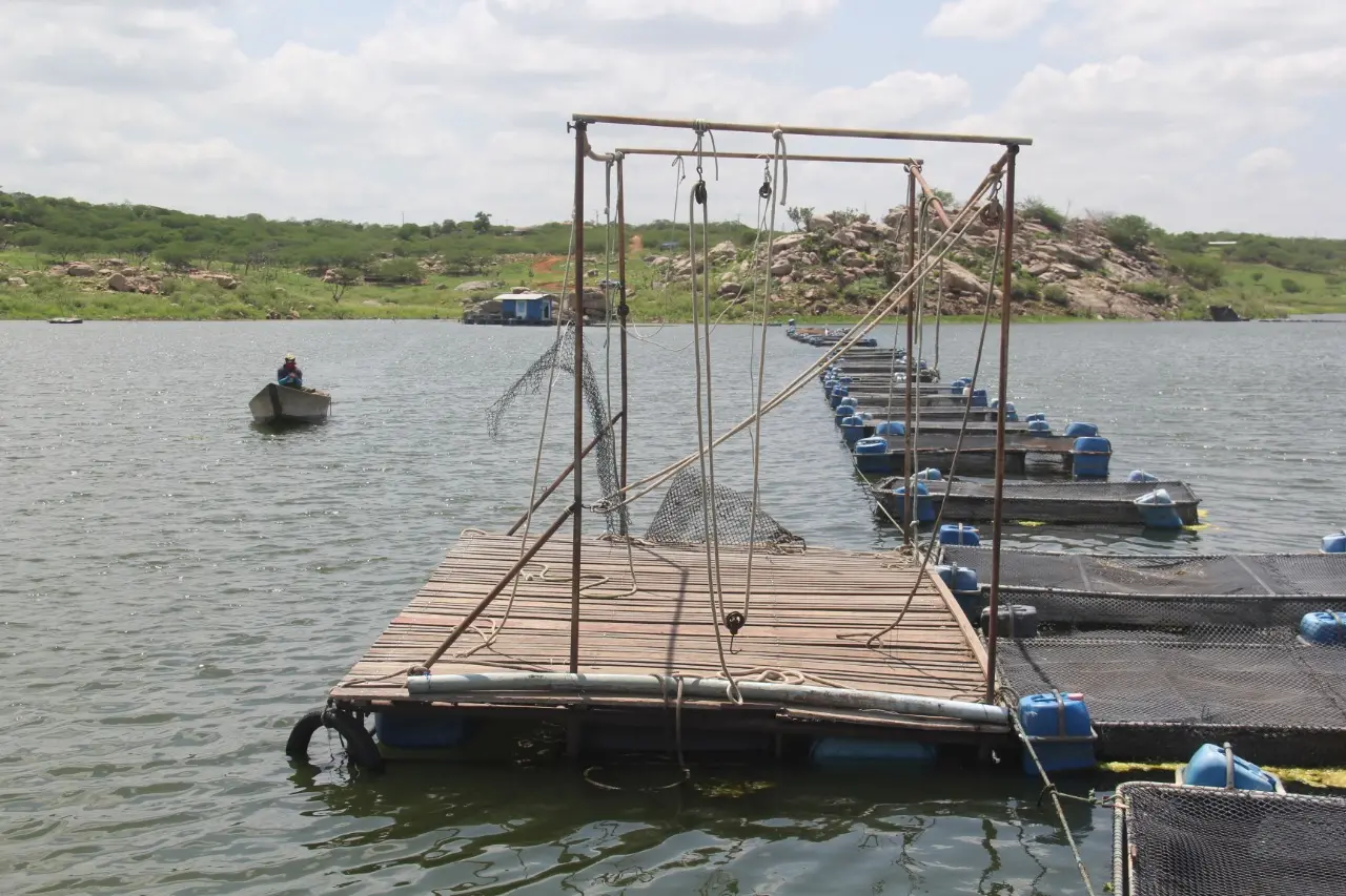 Produtor de tilápia no Castanhão