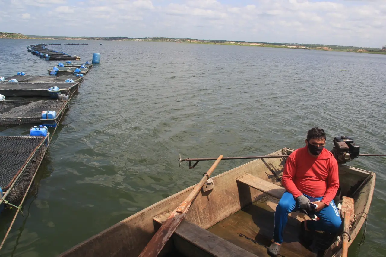 Produtor de tilápia no Castanhão