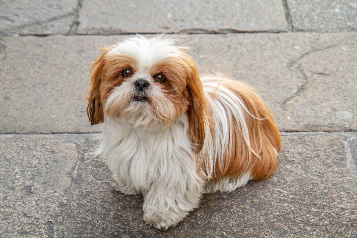 Cachorro Shih Tzu entenda mais sobre