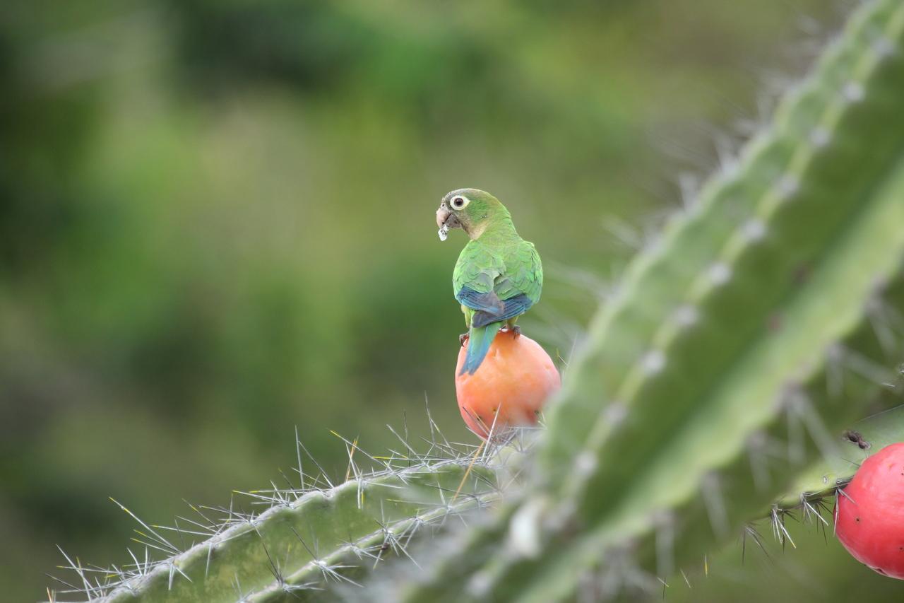 periquito do sertão em seu hábitat natural, a caatinga