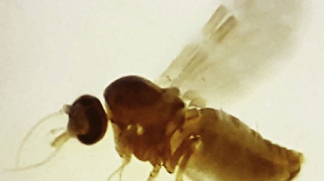 Culicoides paraensis, mosquito causador da febrede Oropouche