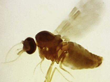 Culicoides paraensis, mosquito causador da febrede Oropouche