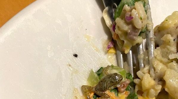 Cliente encontra rã em salada de restaurante no Rio Grande do Norte, e imagem viraliza