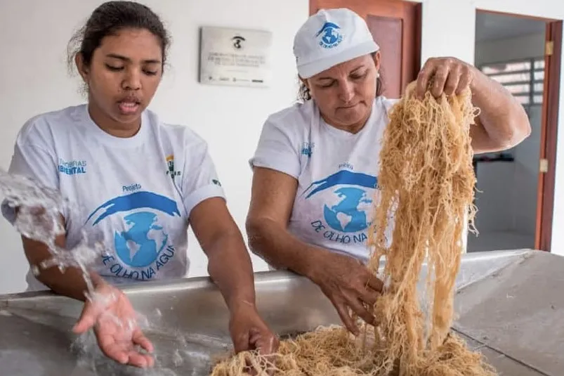 Grupo de mulheres agrega valor as algas fabricando comésticos e alimentos diversos