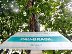 Pau-brasil