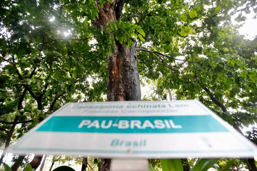 Pau-brasil