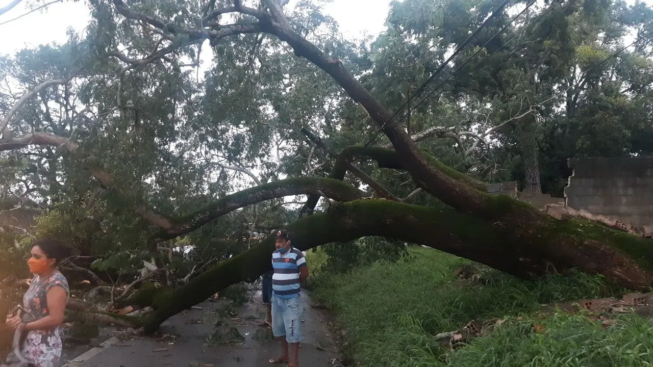 Árvore cai na BR-222, em Caucaia, após forte precipitação