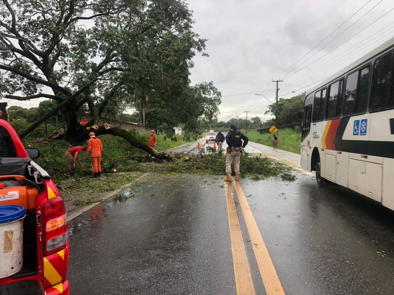 Bombeiros e polícias rodoviários federais retiram árvore que caiu devido à chuva na BR-222 em Caucaia em maio de 2021