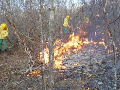 incêndio em vegetação do Ceará