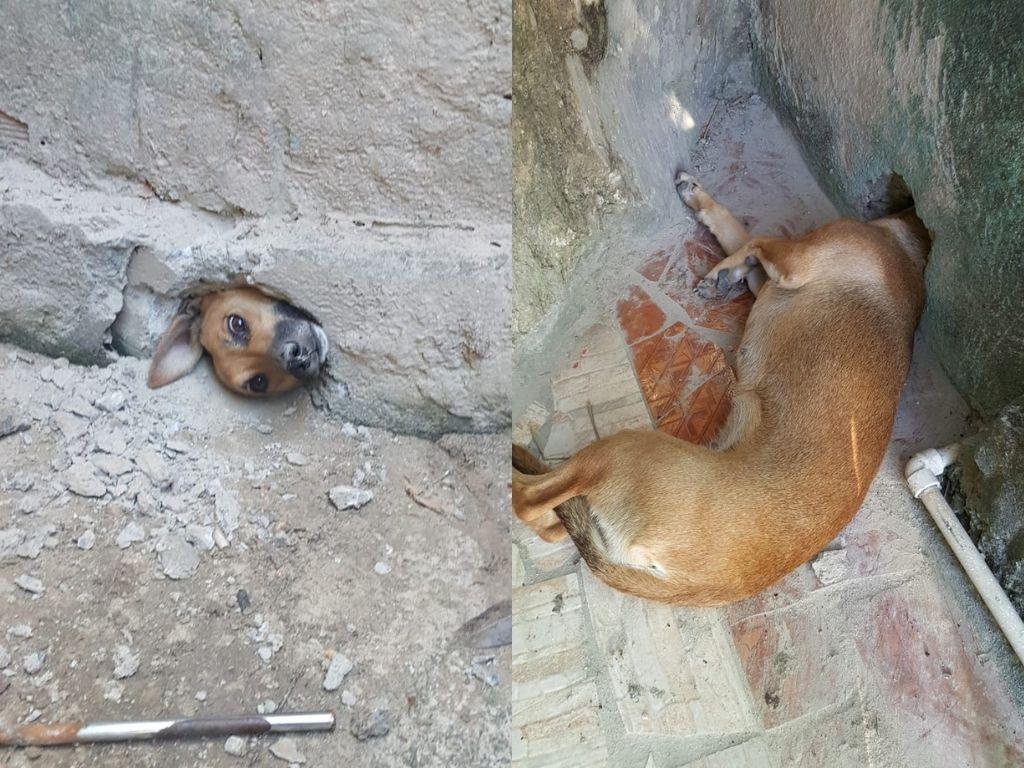 Cadela presa em buraco de muro em Minas; imagem com dois lados da parede