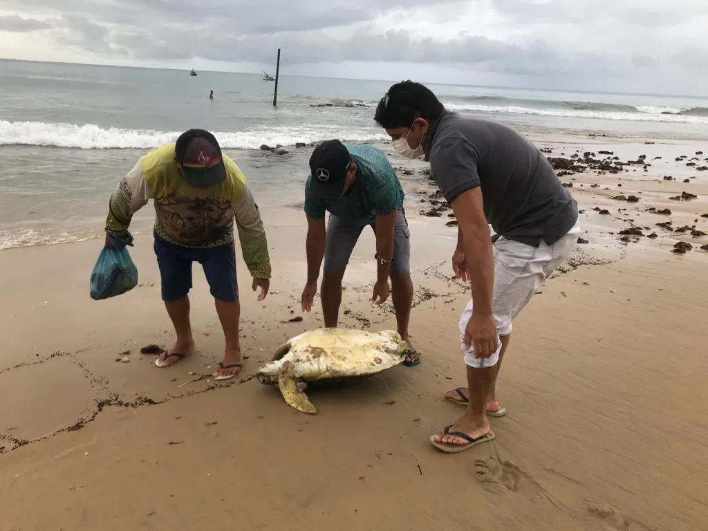 Os animais encalhados no litoral cearense que precisam de atendimento são levados ao Rio Grande do Norte