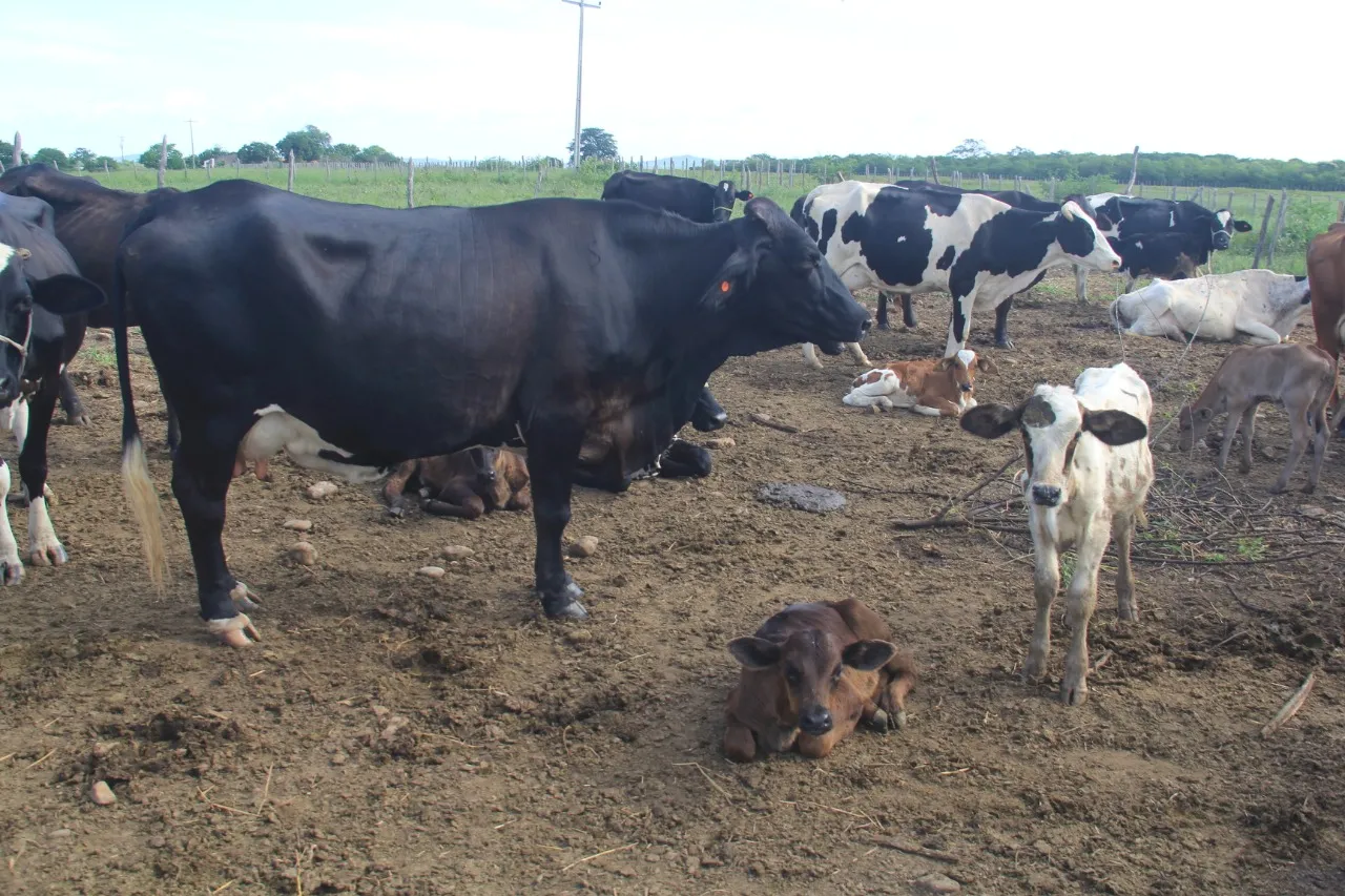 O Ceará vive a expectativa de se tornar zona livre de aftosa em vacinação