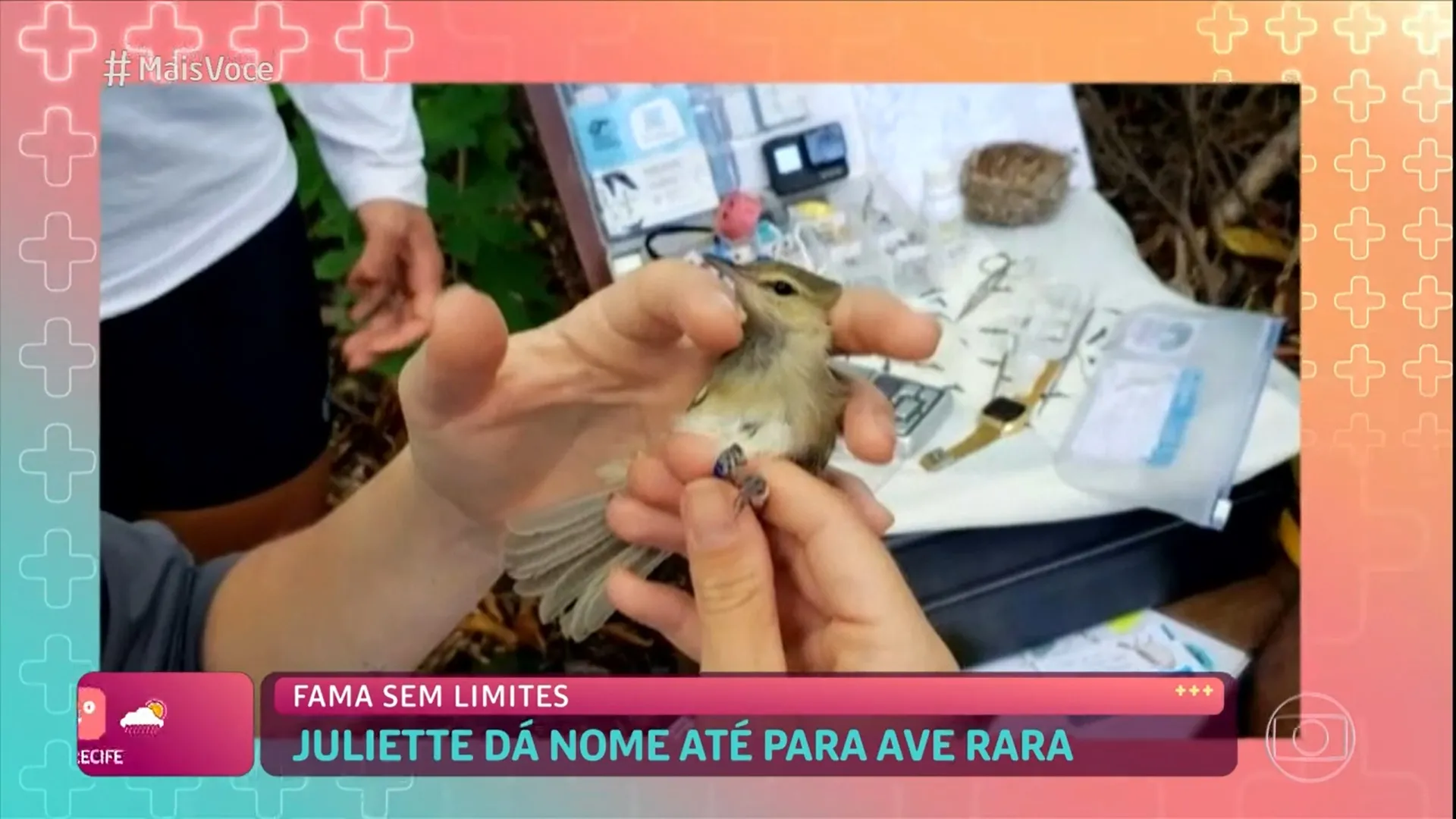 Ave rara com nome de Juliette foi descoberta por pesquisadores em Fernando de Noronha (PE)