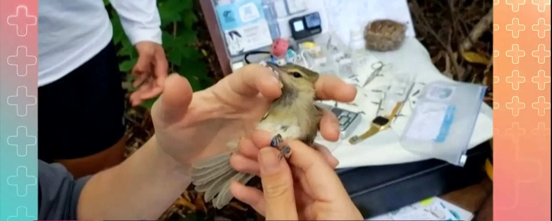 Ave rara com nome de Juliette foi descoberta por pesquisadores em Fernando de Noronha (PE)