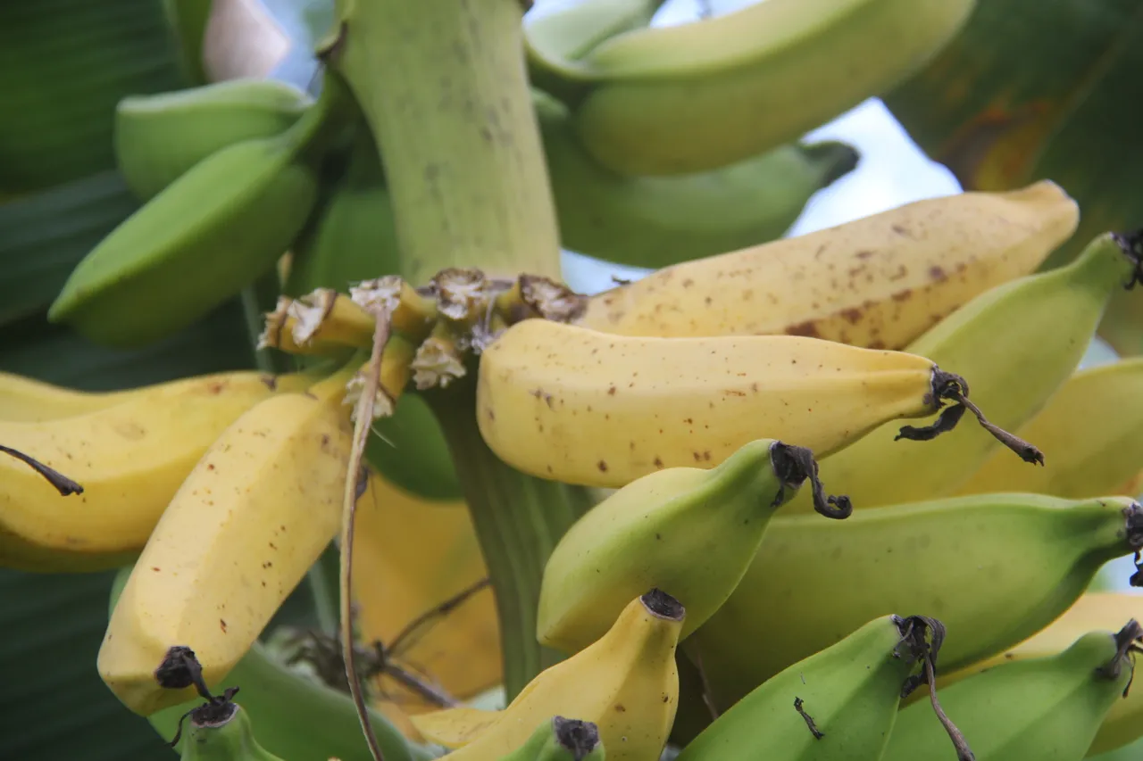 A banana é uma das frutas mais consumidas do mundo
