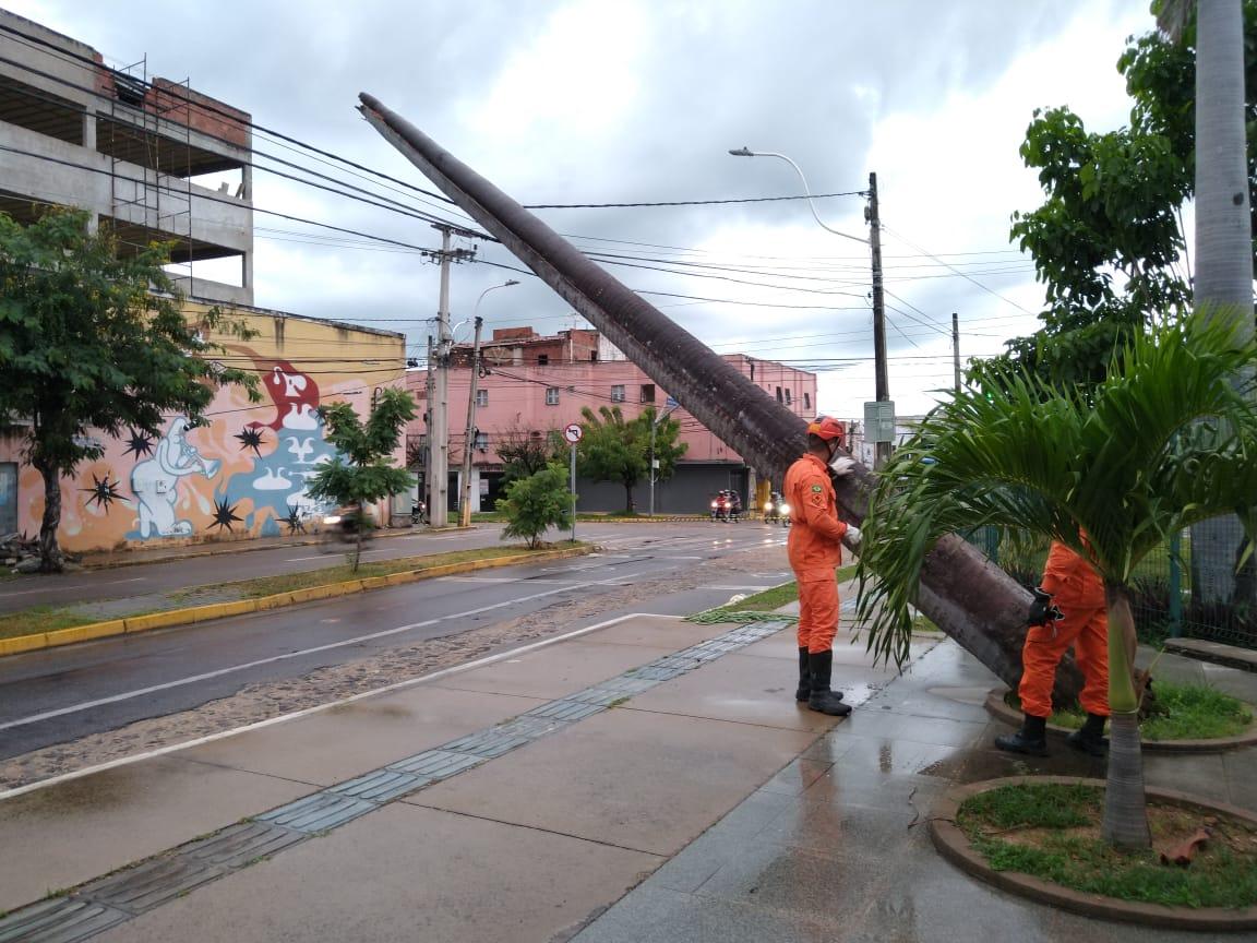 árvore caída em sobral, na região norte