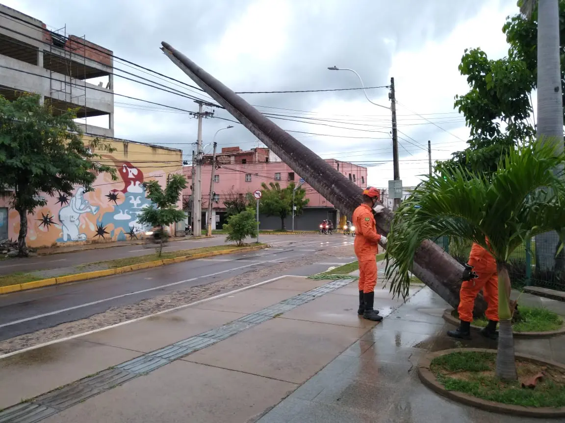 árvore caída em sobral, na região norte