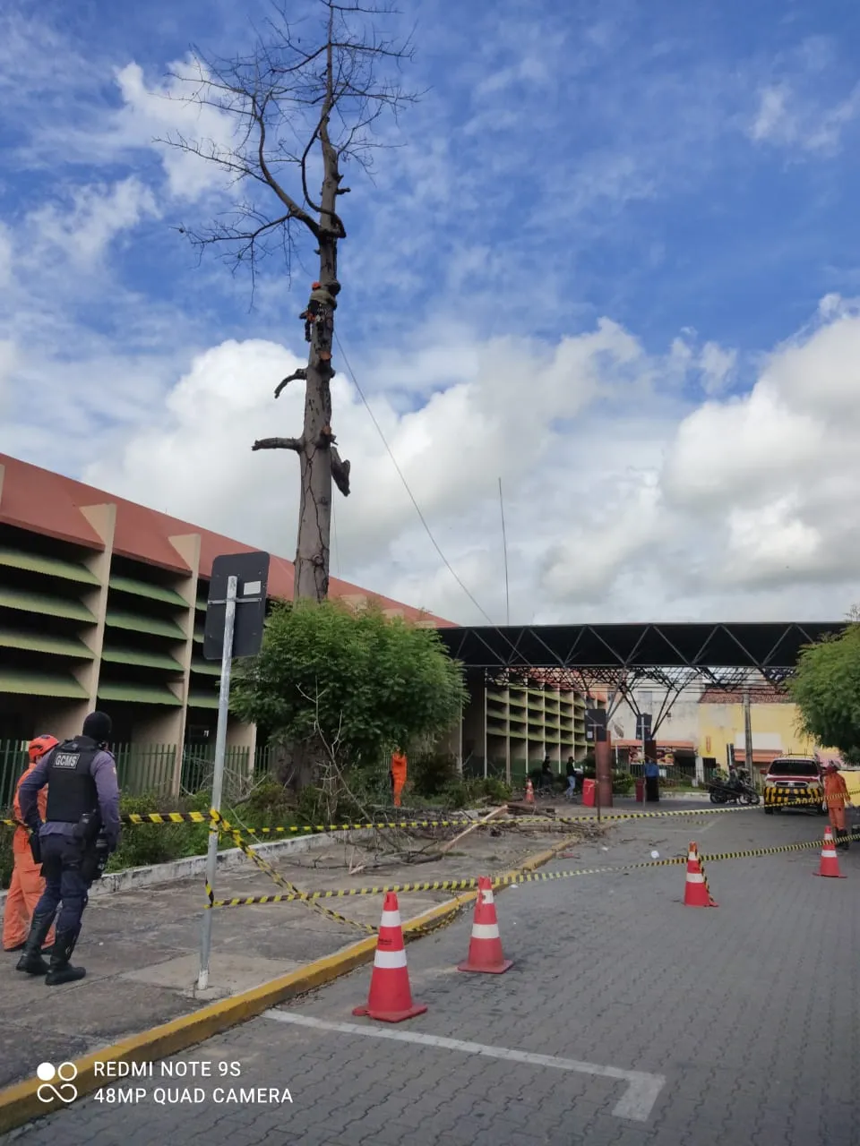 Árvore possuía 30 metros de altura e também apresentava riscos