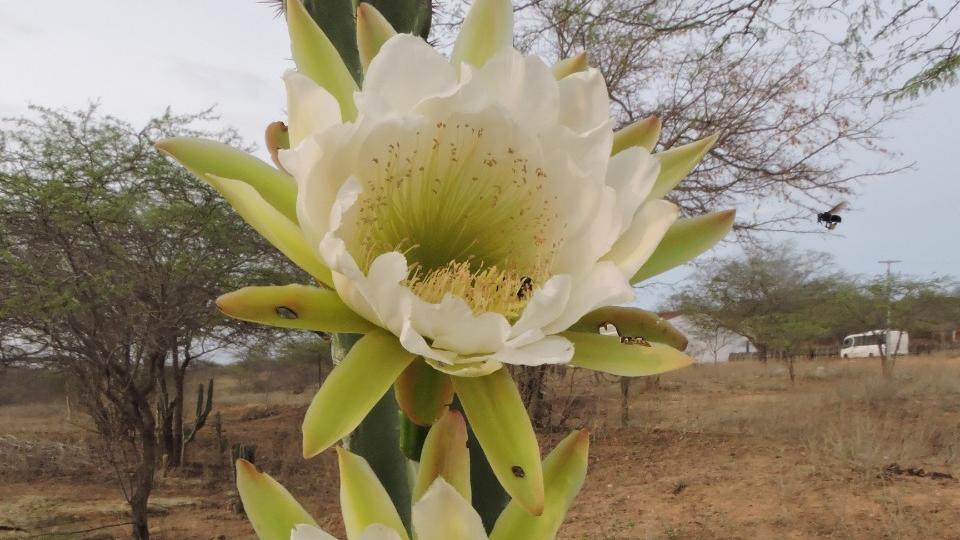 Segundo o Inventário da Flora Cearense, o Estado tem mais de 2,4 mil espécies diferentes de plantas nativas com flor. Na foto, um mandacaru, da família Cactaceae.