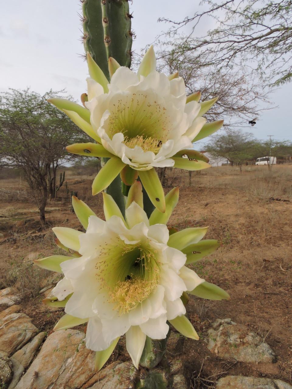 Mandacaru Flor Cacto Nordeste Maranhão Piauí Ceará Rio Grande do