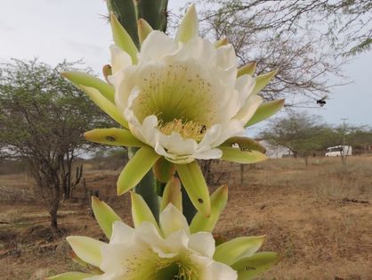 Segundo o Inventário da Flora Cearense, o Estado tem mais de 2,4 mil espécies diferentes de plantas nativas com flor. Na foto, um mandacaru, da família Cactaceae.