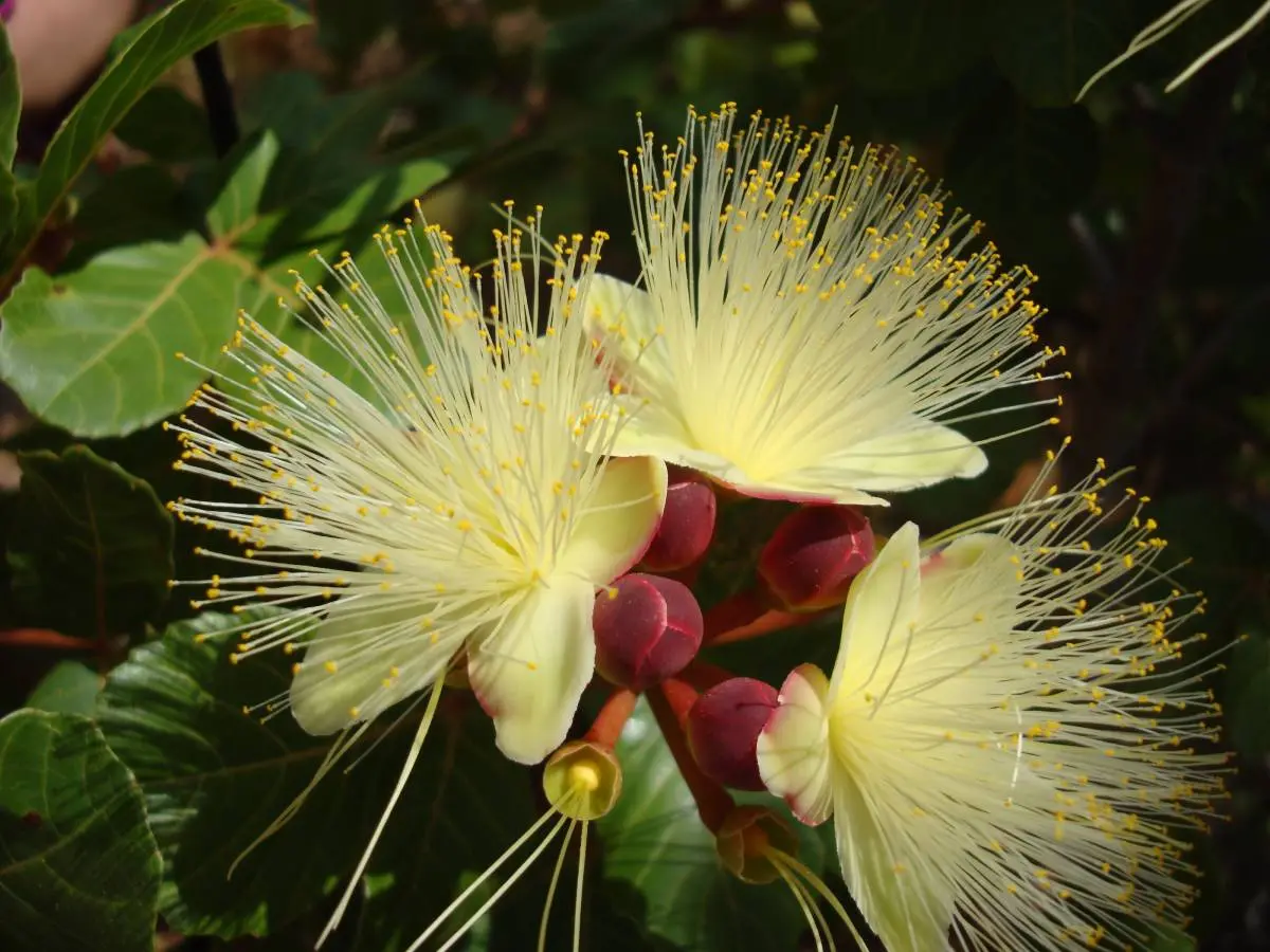 O levantamento da flora cearense será atualizado constantemente, conforme forem surgindo novas descobertas. Na foto, um pequizeiro, da família Caryocaraceae.