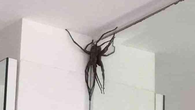 'Invasão' de aranhas gigantes assusta moradores em bairro nobre de Belo Horizonte